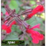 Salvia roemeriana Hot Trumpets - Szałwia Hot Trumpets - czerwone, wys. 30, kw. 6/9 FOTO