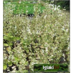 Salvia sclarea Vatican White - Szałwia muszkatołowa Vatican White - białe, wys. 75, kw 6/7 FOTO 