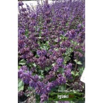 Salvia verticillata Purple Rain - Szałwia okręgowa Purple Rain - fioletowa, kw 6/9 FOTO 