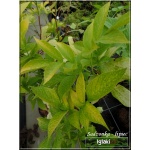 Sambucus nigra Aurea - Bez czarny Aurea FOTO