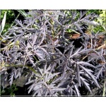 Sambucus nigra Black Lace - Bez czarny Black Lace - Sambucus nigra Eva - Bez czarny Eva FOTO