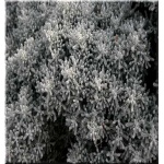 Santolina chamaecyparissus - Santolina cyprysikowata - żółty, srebrny liść, wys 40, kw 7/8 FOTO 