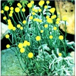 Santolina chamaecyparissus - Santolina cyprysikowata - żółty, srebrny liść, wys 40, kw 7/8 FOTO 