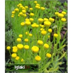 Santolina chamaecyparissus Tomentosa - Santolina cyprysikowata Tomentosa - żółte, wys 40, kw 6/8 FOTO