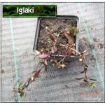 Saponaria ocymoides - Mydlnica bazyliowata - różowy, wys. 30, kw 5/7 FOTO 