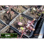 Saponaria ocymoides - Mydlnica bazyliowata - różowy, wys. 30, kw 5/7 FOTO 