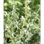 Satureja montana Citriodora - Cząber górski Citriodora - kwiaty białe, wys. 30, kw 8/10 FOTO