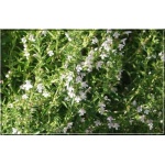 Satureja montana Citriodora - Cząber górski Citriodora - kwiaty białe, wys. 30, kw 8/10 C0,5 