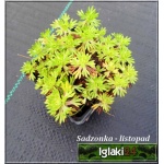 Saxifraga arendsii Blutenteppich - Skalnica arendsa Blutenteppich - jasnoróżowy, wys 20, kw 5/6 FOTO