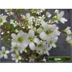 Saxifraga arendsii Findling - Skalnica Arendsa Findling - białe, wys 15, kw 5/6 FOTO