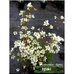 Saxifraga arendsii Findling - Skalnica Arendsa Findling - białe, wys 15, kw 5/6 FOTO
