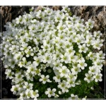 Saxifraga arendsii Marto White - Skalnica Arendsa Marto White - białe, wys. 10, kw. 3/5 FOTO