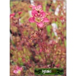 Saxifraga arendsii Purpurteppich - Skalnica Ardensa Purpurteppich - różowe, wys 20, kw 5/6 FOTO