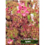 Saxifraga arendsii Purpurteppich - Skalnica Ardensa Purpurteppich - różowe, wys 20, kw 5/6 FOTO