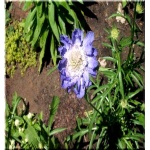 Scabiosa caucasica - Drakiew kaukaska - jasno-niebieska, wys 60, kw 6/8 C0,5