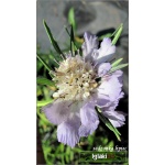 Scabiosa caucasica - Drakiew kaukaska - jasno-niebieska, wys 60, kw 6/8 FOTO