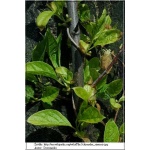 Schisandra chinensis - Cytryniec chiński FOTO