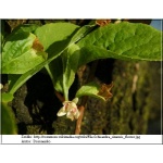 Schisandra chinensis - Cytryniec chiński FOTO