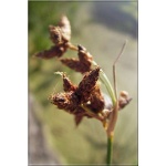 Schoenoplectus lacustris - Oczeret jeziorny - zielony wodny, wys 200 FOTO