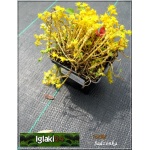Sedum acre - Rozchodnik ostry - żółty, ginie po kwitnieniu, wys 5, kw 6/7 FOTO