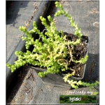 Sedum acre - Rozchodnik ostry - żółty, ginie po kwitnieniu, wys 5, kw 6/7 FOTO