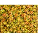Sedum album Coral Carpet - Rozchodnik biały Coral Carpet - biały, czerwonobrązowy liść, wys 5/10, kw 6/7 C0,5