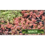 Sedum album Coral Carpet - Rozchodnik biały Coral Carpet - biały, czerwonobrązowy liść, wys 5/10, kw 6/7 C0,5