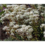 Sedum album Laconicum - Rozchodnik biały Laconicum - biały, ciemnozielone liście, wys 10/15, kw 6/8 FOTO