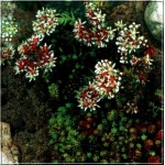 Sedum album Murale - Rozchodnik biały Murale - różowy, brązowy liść, wys 5/10, kw 6/8 FOTO