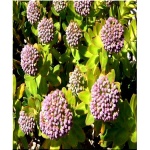 Sedum Anacampseros - Rozchodnik Lubczykowy - purpurowe, wys. 15, kw. 6/8 C0,5