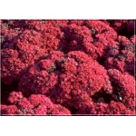 Sedum cauticola Lidakense - Rozchodnik naskalny Lidakense - czerwony, szary liść, wys 10/15, kw 8/9 FOTO