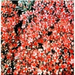 Sedum cauticola Lidakense - Rozchodnik naskalny Lidakense - czerwony, szary liść, wys 10/15, kw 8/9 FOTO