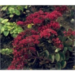 Sedum cauticolum Robustum - Rozchodnik naskalny Robustum - czerwone, szare liście, wys. 25, kw. 8/9 FOTO