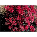 Sedum cauticolum Robustum - Rozchodnik naskalny Robustum - czerwone, szare liście, wys. 25, kw. 8/9 FOTO