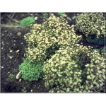 Sedum dasyphyllum - Rozchodnik brodawkowaty - biało-różowy, wys 3/5, kw 6/7 FOTO 