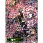 Sedum dasyphyllum - Rozchodnik brodawkowaty - biało-różowy, wys 3/5, kw 6/7 FOTO 