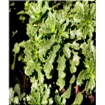 Sedum floriferum Weihenstephaner Gold - Rozchodnik kwiecisty Weihenstephaner Gold - żółty, zimą zielony,wys 25, kw 8/9 FOTO