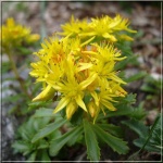 Sedum floriferum Weihenstephaner Gold - Rozchodnik kwiecisty Weihenstephaner Gold - żółty, zimą zielony,wys 25, kw 8/9 C0,5 