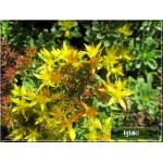 Sedum floriferum Weihenstephaner Gold - Rozchodnik kwiecisty Weihenstephaner Gold - żółty, zimą zielony,wys 25, kw 8/9 FOTO