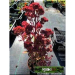 Sedum hybridum Munstead Dark Red - Rozchodnik ogrodowy Munstead Dark Red - różowe, wys 40, kw 8/9 FOTO