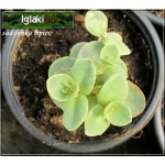 Sedum hybridum Sunsparkler Lime Zinger - Rozchodnik ogrodowy Sunsparkler Lime Zinger - liść zielony z czerwonym brzegiem, wys. 15, kw. 8/9 C0,5