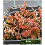 Sedum lydium - Rozchodnik lydyjski - zielony liście, wys 5, kw 6/7 FOTO
