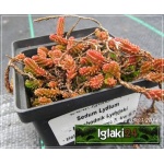 Sedum lydium - Rozchodnik lydyjski - zielony liście, wys 5, kw 6/7 C0,5
