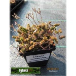 Sedum lydium - Rozchodnik lydyjski - zielony liście, wys 5, kw 6/7 FOTO