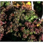 Sedum oreganum - Rozchodnik oregoński - żółty, przebarwienia liści, wys 10, kw 6/8 C0,5 