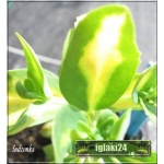 Sedum Spectabile Variegatum - Rozchodnik okazały Variegatum - żółto pstre liście, wys 40, kw 8/10 FOTO