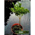 Sedum Spectabile Variegatum - Rozchodnik okazały Variegatum - żółto pstre liście, wys 40, kw 8/10 FOTO