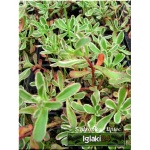 Sedum spurium Tricolor - Rozchodnik kaukaski Tricolor - pstre liście, różowy C0,5 
