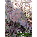 Sedum telephium Red Cauli - Rozchodnik wielki Red Cauli - liść purpurowy, wys. 40, kw. 8/10 FOTO