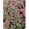 Sedum telephium Touchdown Jade - Rozchodnik wielki Touchdown Jade - kwiat brzoskwiniowy, liść niebieskozielony, wys 20, kw 8/9 FOTO